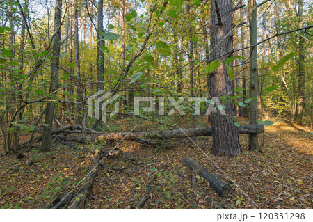 forest in the fall forest in the fall 120331298