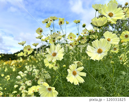 万博記念公園のコスモス 120331825
