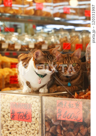 香港・徳輔道西の乾物店で売られる超高級食材の上で店番するネコ 香港・徳輔道西の乾物店で売られる超高級食材の上で店番するネコ 120331997