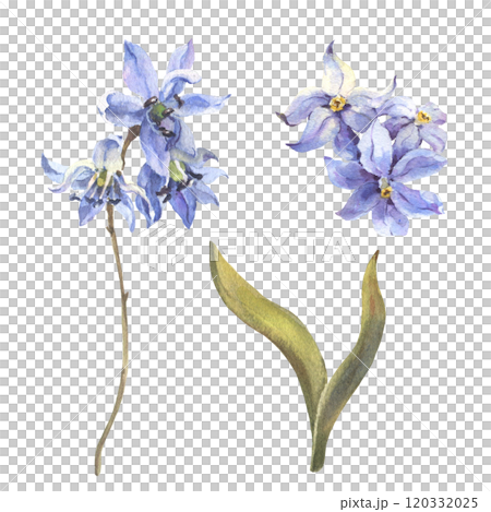 Watercolor Spring blue Scilla flowers isolated on white background. Forest flowers liverwort, scilla, coppice. Illustration of delicate lilac flowers. Watercolor Spring blue Scilla flowers isolated on white background. Forest flowers liverwort, scilla, coppice. Illustration of delicate lilac flowers. 120332025
