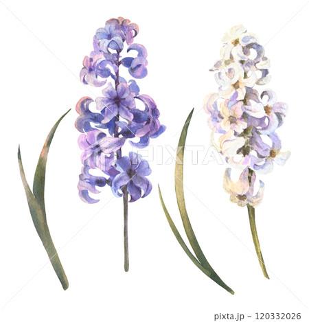Purple spring flower hyacinth. Watercolor illustration of a delicate bright hyacinth flower with leaves. Design for printing postcards, invitations to weddings, birthdays, easter 120332026