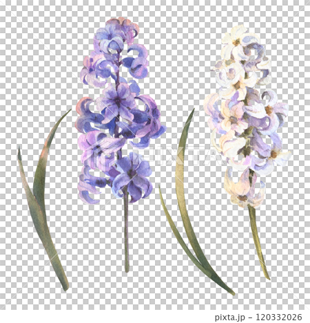 Purple spring flower hyacinth. Watercolor illustration of a delicate bright hyacinth flower with leaves. Design for printing postcards, invitations to weddings, birthdays, easter 120332026