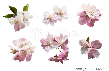 桜の花のアップ（いろいろな角度キリヌキ） 120332252