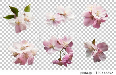 桜の花のアップ（いろいろな角度キリヌキ） 120332252