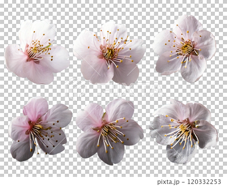 櫻花特寫（各個角度） 120332253