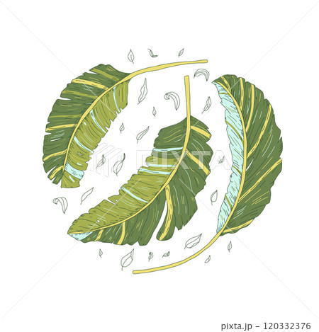 Banana leaves circular emblem. Symbols of purity, abundance and hospitality. Vector hand drawn collection illustration isolated on white background. Banana leaves circular emblem. Symbols of purity, abundance and hospitality. Vector hand drawn collection illustration isolated on white background. 120332376