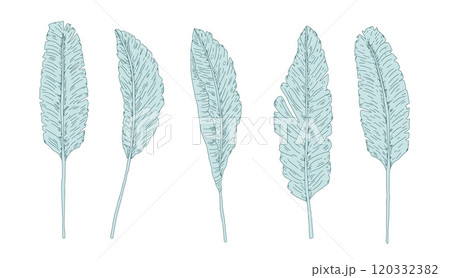 Set of decorative banana leaves. Symbols of purity, abundance and hospitality. Vector hand drawn collection illustration isolated on white background Set of decorative banana leaves. Symbols of purity, abundance and hospitality. Vector hand drawn collection illustration isolated on white background 120332382