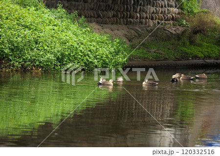 都市河川の鳥たち 120332516