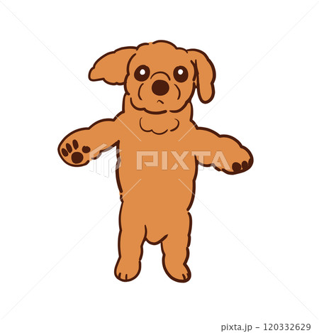 立たされて少し不服そうな我が家の愛犬ショコラ 120332629