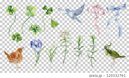 Floral set for St Patrick day isolated. Clover, labrador tea and crocus watercolor illustration hand drawn. Painted birds, ribbon bow and flowers. Spring flora, lucky symbol shamrock for design. Floral set for St Patrick day isolated. Clover, labrador tea and crocus watercolor illustration hand drawn. Painted birds, ribbon bow and flowers. Spring flora, lucky symbol shamrock for design. 120332761