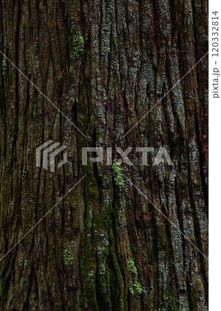苔の生えた杉の木の表面 苔の生えた杉の木の表面 120332814