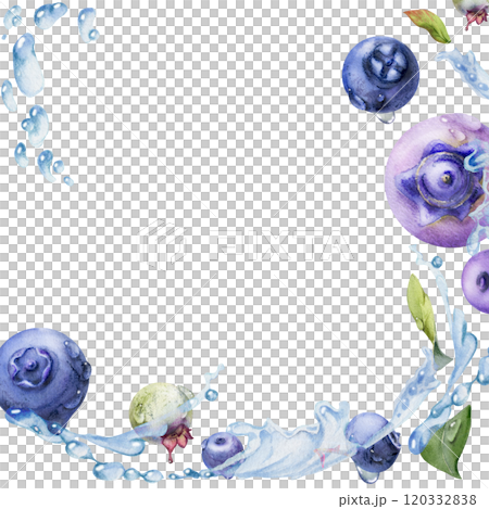 Blueberry blackberry flying in water splash with drops and green leaves, hand drawn in watercolor, ripe summer forest berry. Isolated border frame illustration. Restaurant, cafe menu, farmers market Blueberry blackberry flying in water splash with drops and green leaves, hand drawn in watercolor, ripe summer forest berry. Isolated border frame illustration. Restaurant, cafe menu, farmers market 120332838