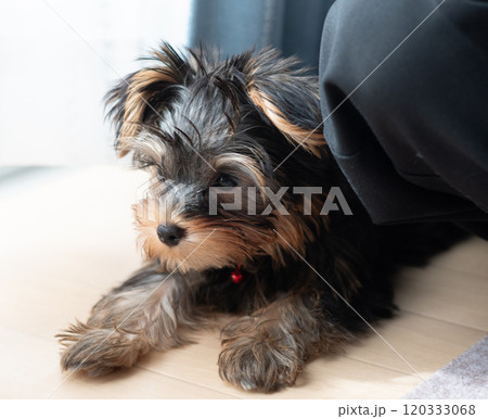 可愛い愛犬 可愛い愛犬 120333068