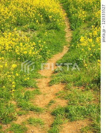 自然にできた細道のある菜の花咲く春の江戸川土手風景 自然にできた細道のある菜の花咲く春の江戸川土手風景 120333527