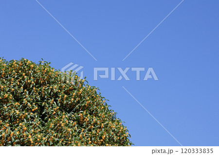 キンモクセイ 120333835