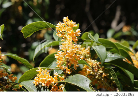キンモクセイ 120333868