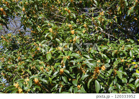 金木犀 金木犀 120333952