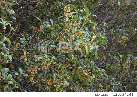 金木犀 金木犀 120334141