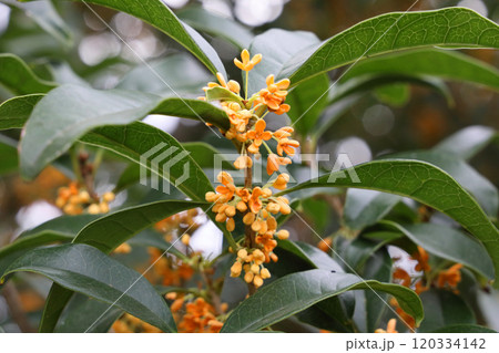 金木犀 金木犀 120334142