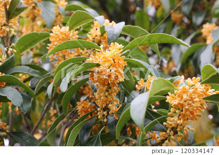 金木犀 金木犀 120334147