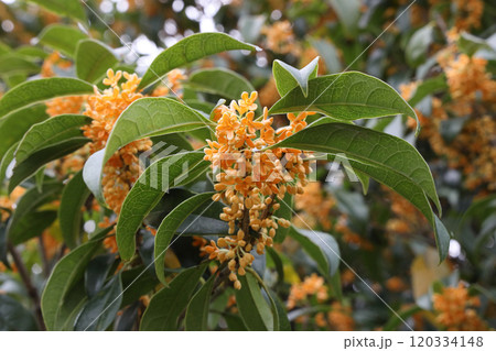 金木犀 金木犀 120334148