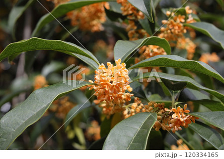 金木犀 金木犀 120334165