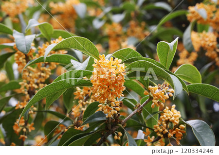 金木犀 金木犀 120334246