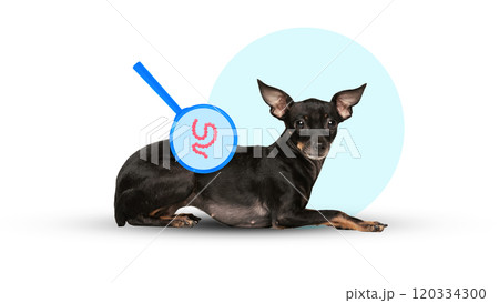 Black Chihuahua dog lying down with magnifying glass showing internal parasites. Contemporary conceptual art. Black Chihuahua dog lying down with magnifying glass showing internal parasites. Contemporary conceptual art. 120334300
