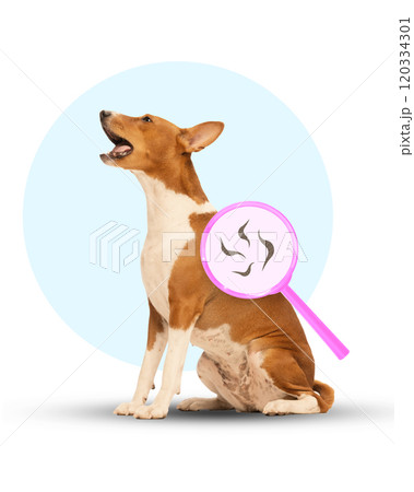 Barking Basenji dog with magnifying glass showing skin infection. Contemporary conceptual art. Veterinary care, skin treatment, and pet health management. Barking Basenji dog with magnifying glass showing skin infection. Contemporary conceptual art. Veterinary care, skin treatment, and pet health management. 120334301