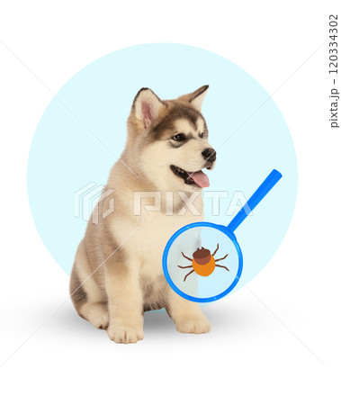 Playful Husky puppy with magnifying glass showing tick. Contemporary conceptual art. Tick prevention and veterinary diagnostics Playful Husky puppy with magnifying glass showing tick. Contemporary conceptual art. Tick prevention and veterinary diagnostics 120334302