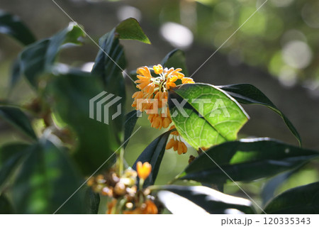 金木犀 金木犀 120335343