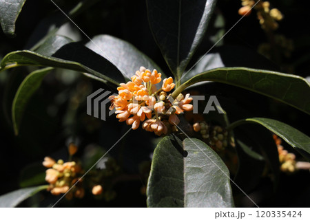 金木犀 金木犀 120335424