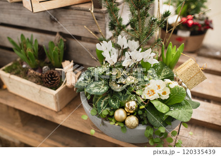 Christmas composition with cyclamen in a pot 120335439