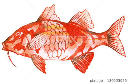 海水魚赤い魚のオジサン切り絵イラスト 120335926