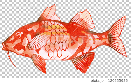 海水魚赤い魚のオジサン切り絵イラスト 120335926