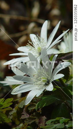 白いアズマイチゲ 花(3月)アズマイチゲ02V9.16 白いアズマイチゲ 花(3月)アズマイチゲ02V9.16 120335962