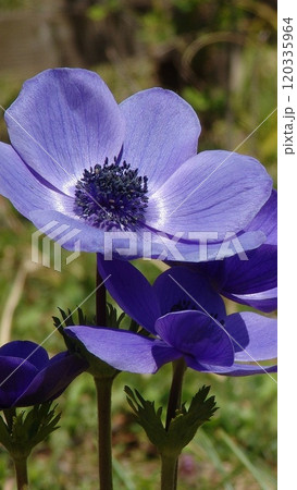 春の陽光を浴びるアネモネ 花(3月)アネモネ13V9.16 春の陽光を浴びるアネモネ 花(3月)アネモネ13V9.16 120335964