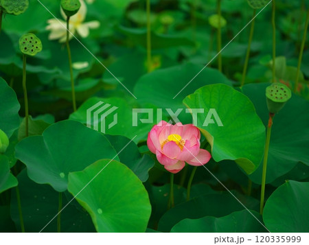 津市白山町二俣 山里の蓮の棚田 ピンクの蓮の花と蜂巣 津市白山町二俣 山里の蓮の棚田 ピンクの蓮の花と蜂巣 120335999