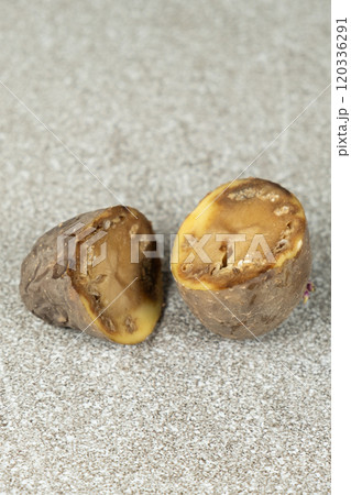 Close-up of cut rotten potatoes Close-up of cut rotten potatoes 120336291