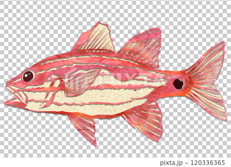 Cool paper cut-out illustration of a giant sablefish Cool paper cut-out illustration of a giant sablefish 120336365