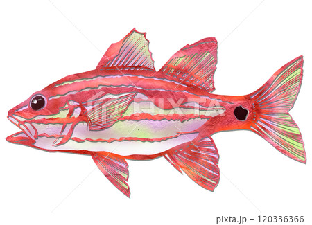 可愛い海水魚イシモチのカッコイイ切り絵イラスト 120336366