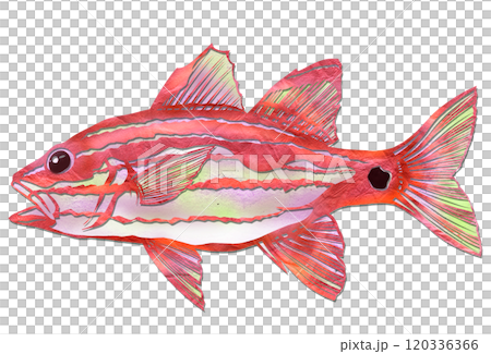 可愛い海水魚イシモチのカッコイイ切り絵イラスト 120336366