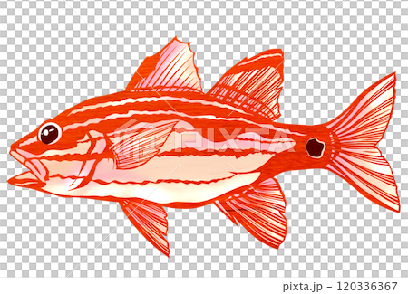 色彩繽紛的鹹水魚的剪紙插圖 色彩繽紛的鹹水魚的剪紙插圖 120336367