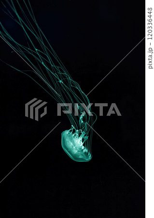 Macro shot of Chrysaora quinquecirrha underwater 120336448