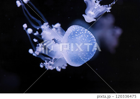 underwater shot of a beautiful Australian Spotted Jellyfish 120336475
