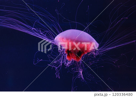 underwater photography of a beautiful lion's mane jellyfish cyanea capillata underwater photography of a beautiful lion's mane jellyfish cyanea capillata 120336480