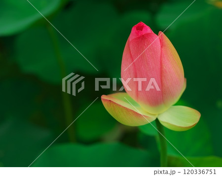 津市白山町二俣　山里の蓮の棚田　ピンクの蓮の花 120336751