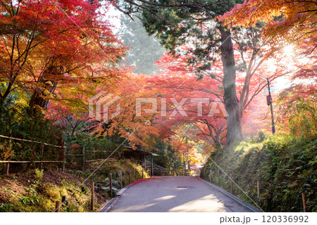 秋深まる中尊寺　清々しい朝を迎えた月見坂　岩手県 120336992