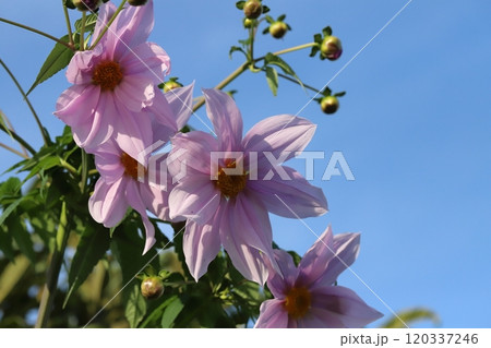 秋の庭に咲く皇帝ダリアのピンク色の花 120337246