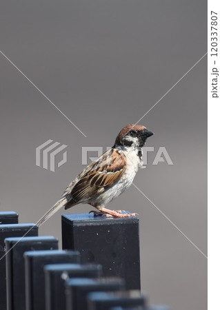 大阪（伊丹）空港横真横　スカイランドの雀　 120337807